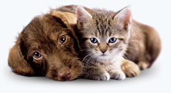 Pet friendly cleaning service